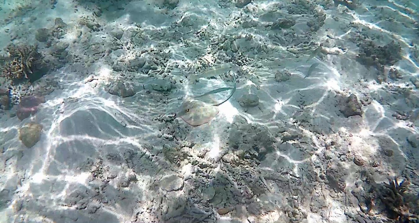 raie_komodo