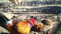 bantam chickens backyard by Taimoor...
