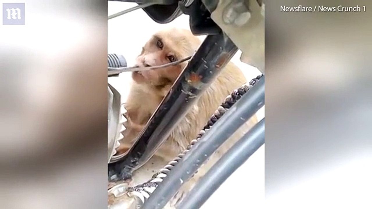 قرد مدمن يسرق البنزين بهذه الطريقة