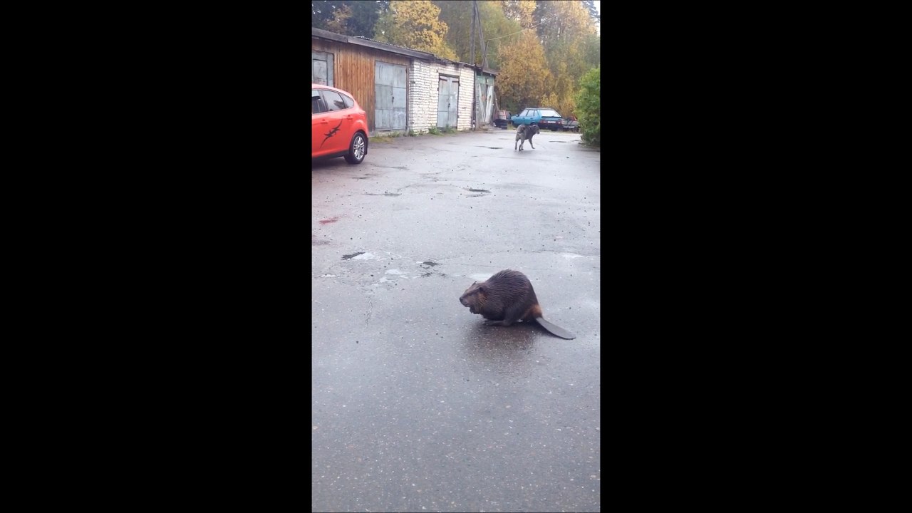 Beaver Strike
