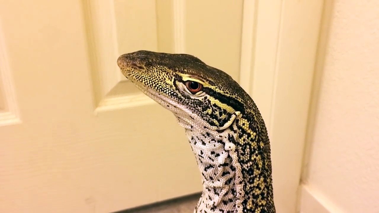Focused Lizard