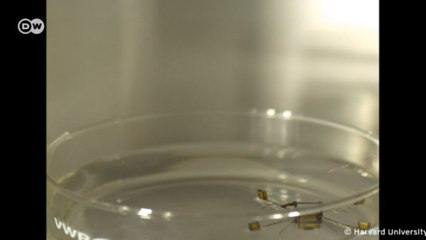 Que missão você daria para este inseto-robô?