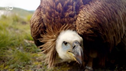 Falta de comida prejudica população de abutres na Alemanha
