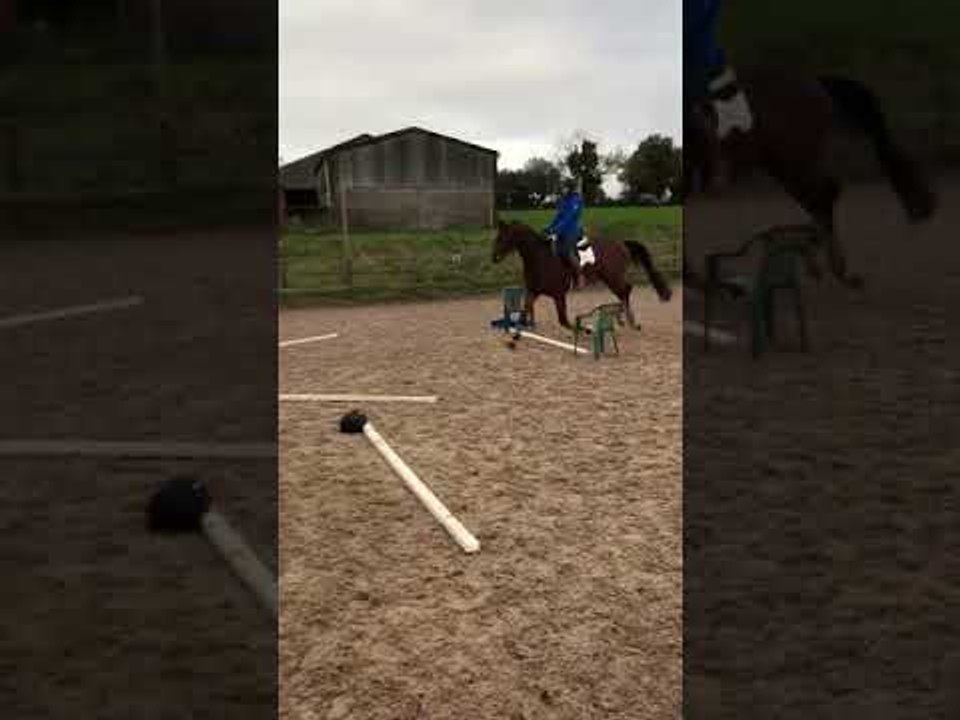 Dressage Horse Has Had Enough Jumping Practice for Today