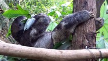 Relaxed Sloth Puts His Feet Up to Have a Snack