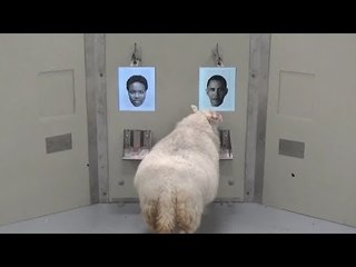Cambridge Scientists Show Sheep Can Recognise Human Faces