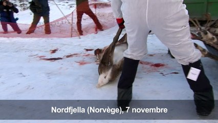 Norvège: abattage massif de rennes pour éradiquer une maladie