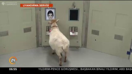 Koyunlar ünlülerin resimlerini tanıdı