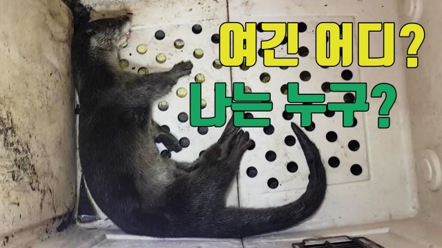 [자막뉴스] 편의점에서 펼쳐진 '야생 수달' 구조작전 / YTN