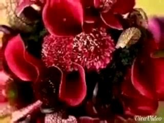 كلام جميل بصوت جميل