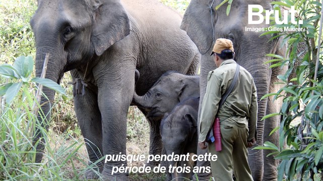 Des congés maternité pour sauver les éléphants du Laos ?