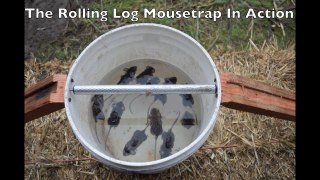 11 Mice In One Night. The Rolling Log Mouse Trap In Action. Best Mouse Trap Ever