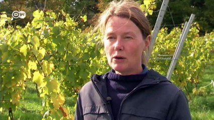 British wine in big demand | DW English