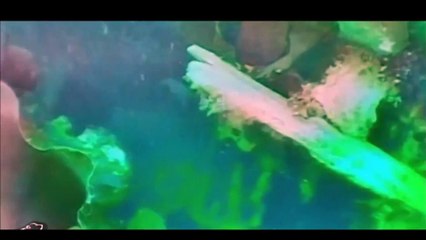 ZBULOHET NE ARKTIK ANIJA E ZHDUKUR QE NE SHEKULLIN E XIX NE EKSPEDITEN E DESHTUAR LAJM