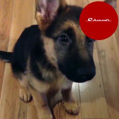 Hıçkırık tutan köpek