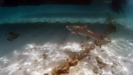 Plongée  avec les requins à petite terre