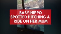 Baby hippo spotted hitching a ride on her mum