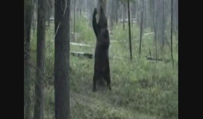 Sırtını ağaçla kaşıyan bozayı izlenme rekoru kırdı