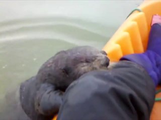 Adorable, ces kayakistes vont avoir la visite d'une loutre curieuse et pas du tout peureuse