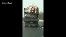 Motorist spots pigs mating on transport lorry