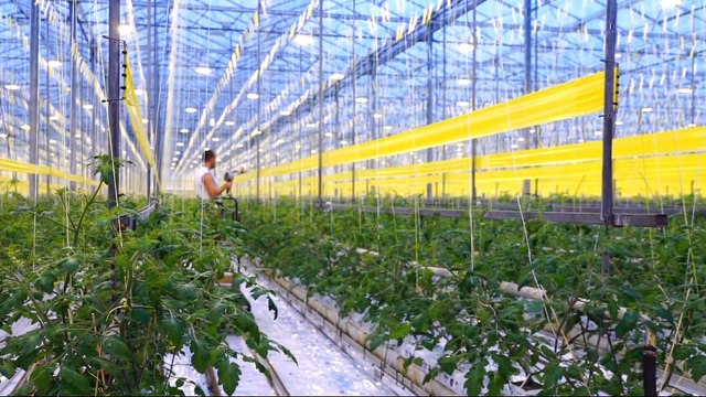 Dutch scientists close to 'breakthrough' method of growing crops in deserts