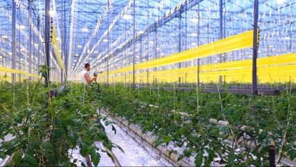 Dutch scientists close to 'breakthrough' method of growing crops in deserts