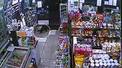 [영상] 도심 편의점에 '불쑥' 나타난 수달 / YTN