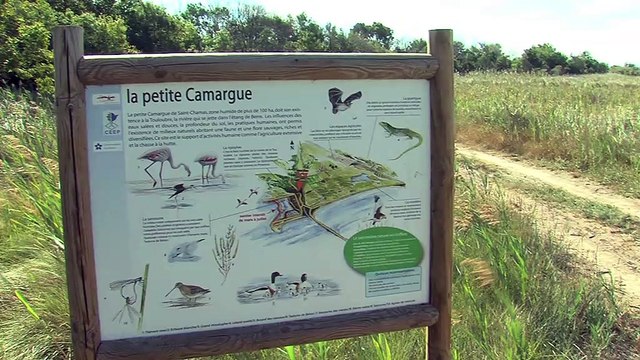 Des dizaines de poissons retrouvés morts sur les rives de l'Etang