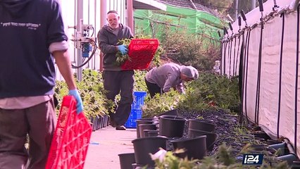 Israël, nation start-up… de cannabis médical