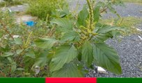 Bài thuốc từ cây RAU DỀN GAI nên trồng ở nhà | Cây Thuốc Quý