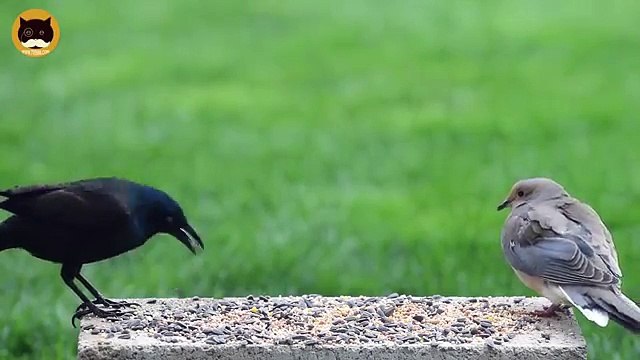 BIRDS VIDEO FOR CATS TO WATCH - Garden Birds #3. Common Grackle, Winged Blackbird, Sparrows, Doves.