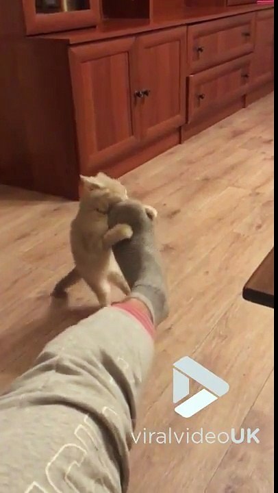 Quand ton chaton prend ton pied pour son meilleur ami...