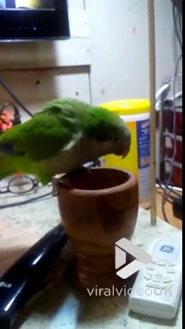 Vénère, ce perroquet jette les clefs rangées dans le pot !