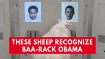 These sheep recognise Baa-rack Obama