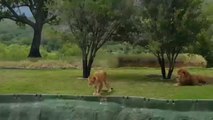Una leona se lanza a atacar a los visitantes de un zoológico de México