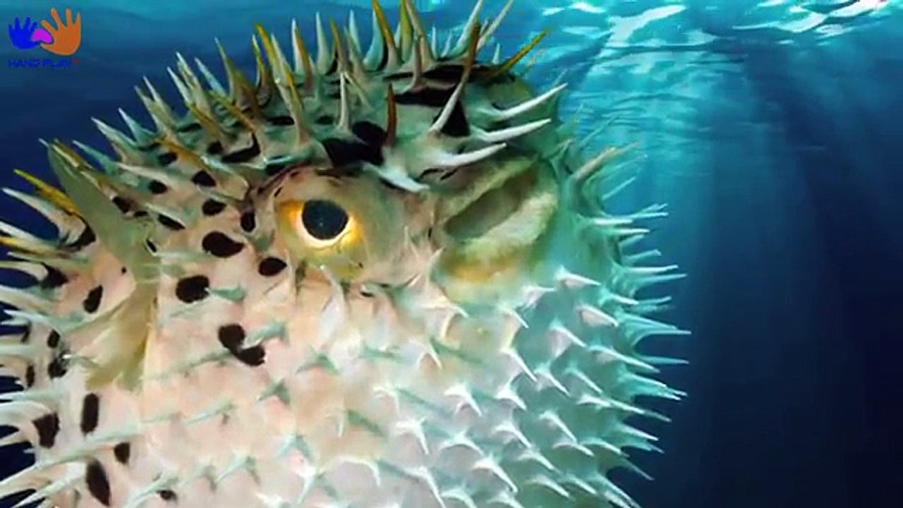 Learn Sea Animals, Learn Farm animals, Learn Wild Animals | Animal Learn Compilation for Kids