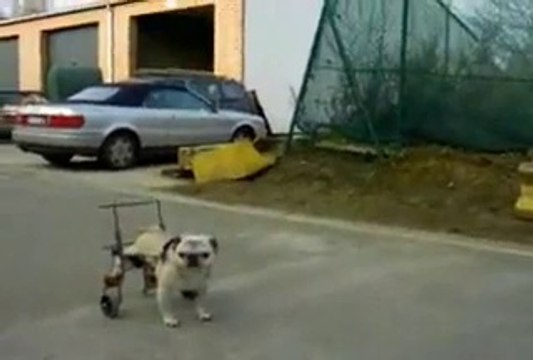 Chaise roulante pour carlin paralysé