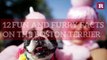 12 Fun and Furry Facts On the Boston Terrier | Rare Animals