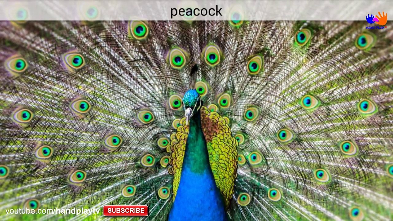 Çocuklar (140 + Amazing Animals) için Hayvanlar Sesler öğrenin | Çocuklar için Handplaytv