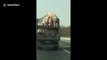 Motorist spots pigs mating on transport lorry