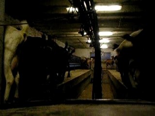 Traite des chèvres by MANOLYS