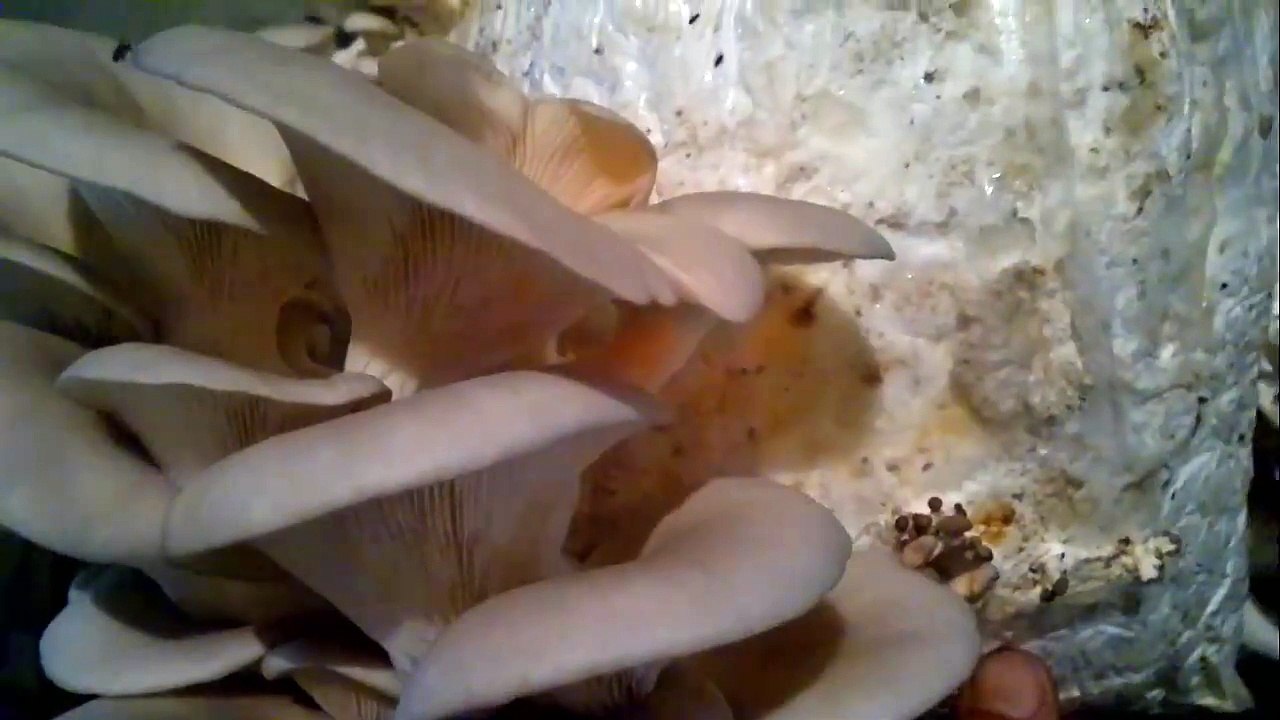 2017 İSTİRİDYE MANTARI YETİŞTİRME (Mushroom)