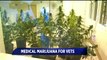 Indiana's American Legion Pushing for Medicinal Marijuana Usage for Veterans