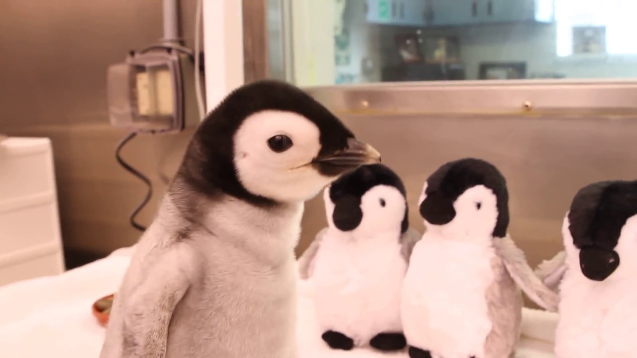 Ce bébé pingouin est juste adorable... Une vraie peluche