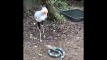 Regardez comment cet oiseau chasse les serpents... Technique imparable!