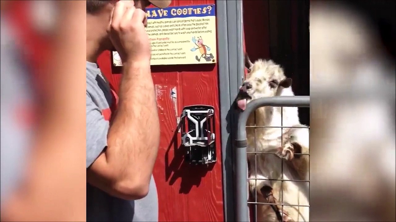 Cette chèvre a un truc à vous dire... Message i...