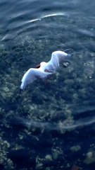 Un poulpe attrape une mouette et l'emporte au fond de l'eau