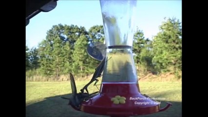 Une mante religieuse capture un oiseau en plein vol. Incroyable