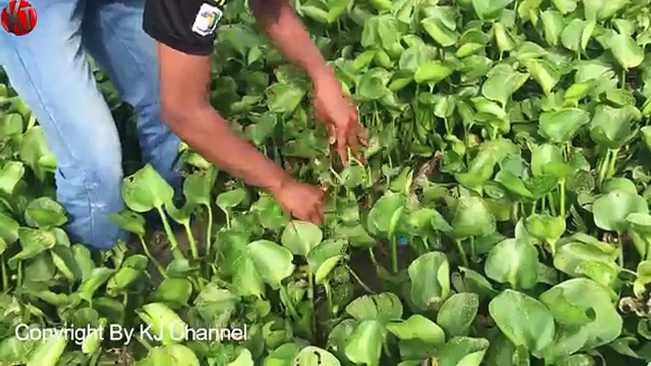 Easy eel trap by Plastic pipe make by smart boy catch a lot of eels