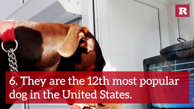 12 Fun and Furry Facts about the Doberman | Rare Animals